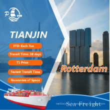 Freight de mer de Tianjin à Rotterdam